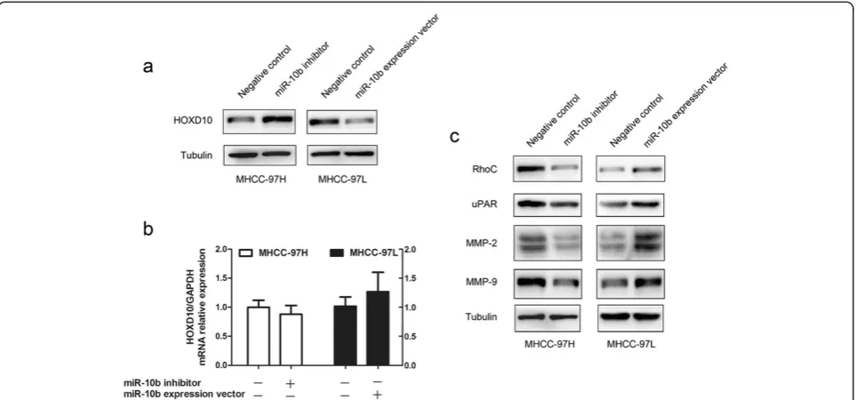 Figure 5 miR-10b modulates invasion factors RhoC, uPAR and MMPs expression via the target HOXD10 gene