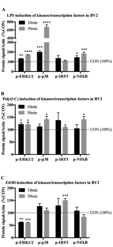 Fig. 3. LPS, Poly(I:C), and EtOH activate proinflammatory-related kinases/transcription factors in microglia-like BV2