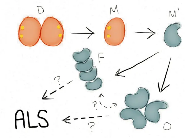 Figure 1. Proposed SOD1 aggregation pathway. “D” native, metallated dimer; “M” native, metallated monomer; 