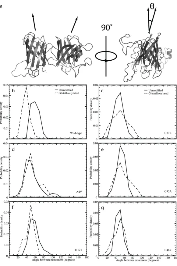 Figure 2. Structural effects of glutathionylation on the angle between monomers in SOD1 dimer