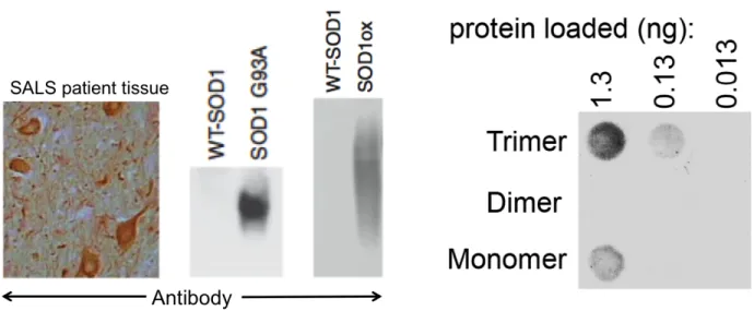 Figure 9. SOD1 trimer is selectively bound by antibody raised against disease-causative SOD1 species
