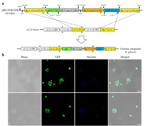 Fig. 1 Schematic diagram of GFP-expressing plasmid (pBS-EGRADE) construct and fluorescence microscopy images of stably expressing GFPrecombination
