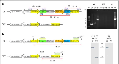 Fig. 2 Confirmation of integration of pBS-EGRADE into the ef-1α locus. a Schematic diagram and results of PCR to confirm the integration of pBS-EGRADE into the ef-1α locus