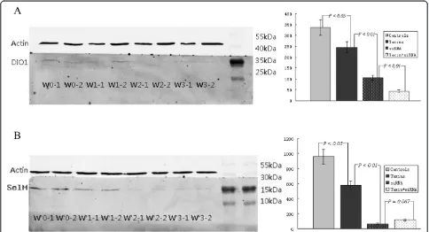 Figure 2 Uremic toxins and/or siRNA induced decreases inDIO1 activities of HepG2 cells cultured for 12 h were paralleledby the declines in their respective expression of mRNA andprotein (Figure 3)