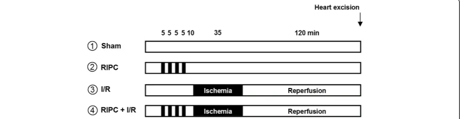 Figure 1 Experimental in vivo protocol. RIPC = remote ischemic preconditioning, I/R ischemia and reperfusion, n = 6 / group.
