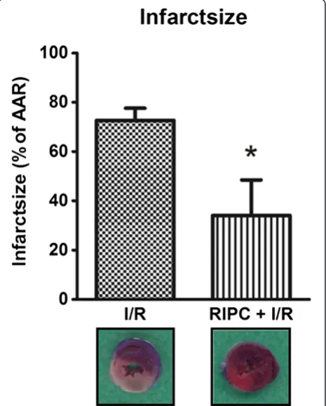 Figure 3 Relative Cx43 mRNA expression measured by qPCR.There is no differential mRNA expression between the groups(Data are mean ± SD, n = 6 / group).