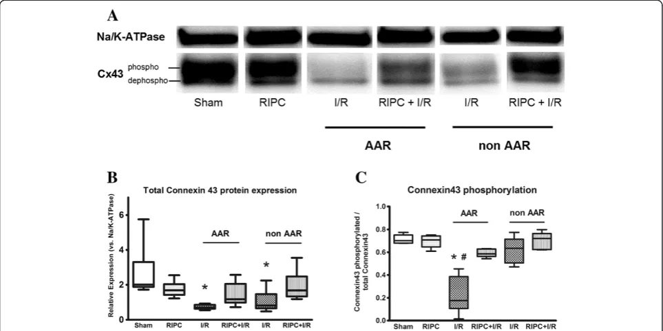 Figure 5 Immunofluorescence staining of Cx43 in rat hearts. (A) Cx43 is mainly located at the intercalated discs of Sham hearts