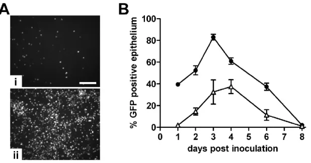 Figure 2.1. RSV requires the G protein for efficient infection of HAE. (A) Representative  en face fluorescent images of HAE infected with RSVΔG (i) or RSV (ii) at 1 day pi