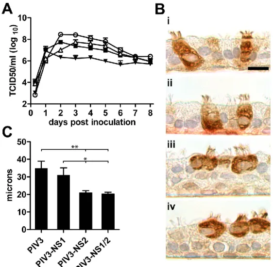 Figure 3.7. Expression of RSV NS2 in HAE ciliated cells using PIV3 results in infected  cell rounding
