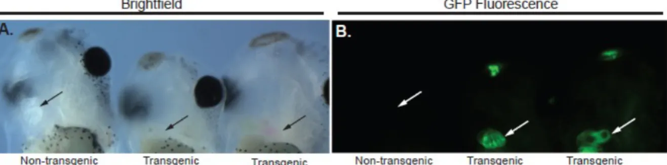 Figure S2.1. The Tbx20-EGFP reporter directs EGFP expression reproducibly  in the heart and cement gland of transgenic siblings