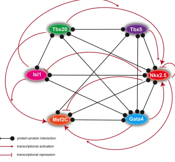 Figure 1.1. The core cardiac transcription factor network. The core cardiac  transcription factors Tbx20, Tbx5, Nkx2.5, Gata4, Mef2C, and Isl1 control early heart  development through multiple protein-protein interactions with each other