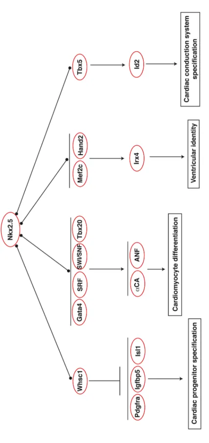 Figure 1.2. The Nkx2.5 transcription network. 