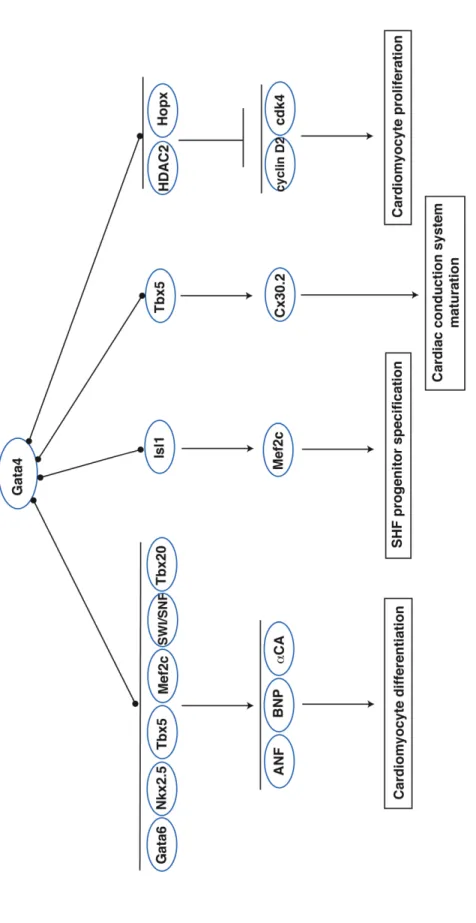 Figure 1.3. The Gata4 transcription network. 