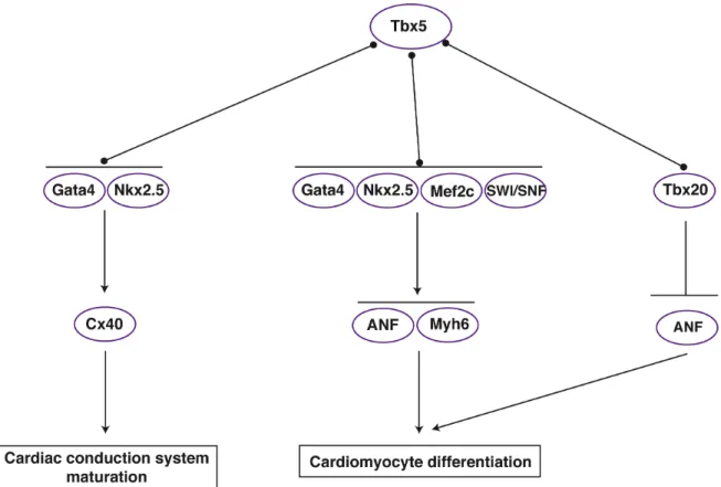 Figure 1.4. The Tbx5 transcription network.  