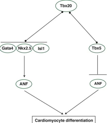 Figure 1.5. The Tbx20 transcription network. 