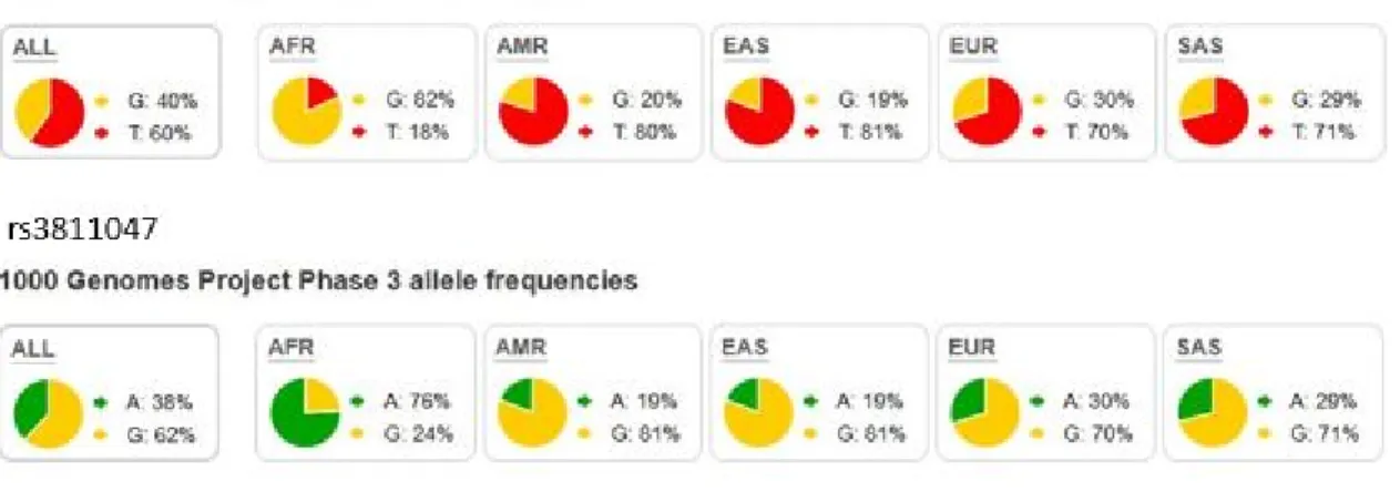 Figure 1.1.2a.  Population genetics of rs3811046 and rs3811047 based on 1000 genome project 