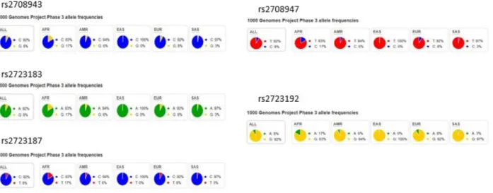 Figure 1.1.2b. Population genetics of rs2708943, rs2723183, rs2723187, rs2708947, and rs2723192 based  on 1000 genome project     Population genomics of SNPs from the 2 nd  haplotype. Despite minor variations, the minor alleles  stayed the same throughout 