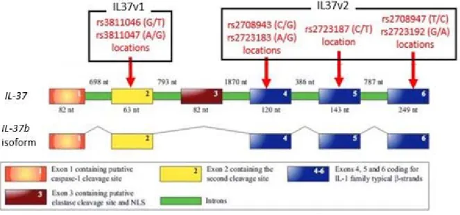 Figure 1.1.3a. Gene sequence of IL‐37b and SNP locations    Illustration of genomic DNA of IL‐37 and exons comprising the IL‐37b isoform. SNPs of the 1 st   haplotype are all located on the exon #2, while SNPs of the 2 nd  haplotype are dispersed on exons 