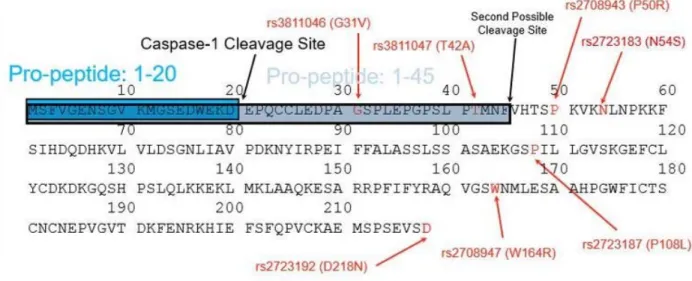 Figure 1.1.3b. Amino acid sequence of pro IL‐37b and missense mutations    Amino acid sequence of pro IL‐37b, and critical locations of interests. The sequence was pulled  from UniProt website (http://www.uniprot.org/uniprot/Q9NZH6). There are two differen