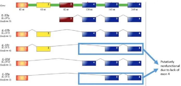 Figure 1.1.5. 5 possible isoforms of IL‐37b    Illustration of 5 isoforms of IL‐37. IL‐37d (isoform 4) and IL‐37e (isoform 3) lack exon 4, which is  part of the three exons that code for the β‐strands. Therefore, IL‐37d and IL‐37e are predicted to be  nonf