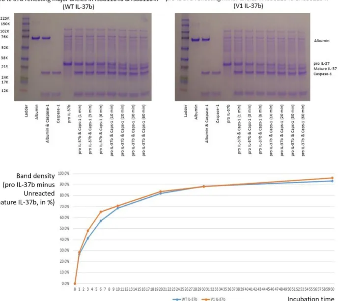 Figure 2.4.2. Direct gel staining of caspase‐1 treated pro IL‐37b, and densitometry analysis      Caspase‐1 cleavage caused band shift from pro IL‐37b to mature IL‐37b. The gels stained with  Coomassie blue were digitally captured for densitometry analysis