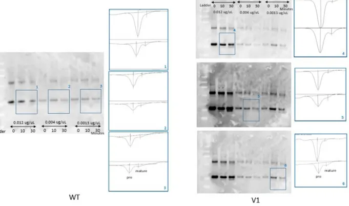 Figure 2.4.3a. Western blot of in vitro pro IL‐37b cleavage experiment and its densitometry analysis    Densitometry analysis of Western blot. 3 different concentrations of substrates (human  recombinant pro IL‐37b) were incubated for 3 different times (0,