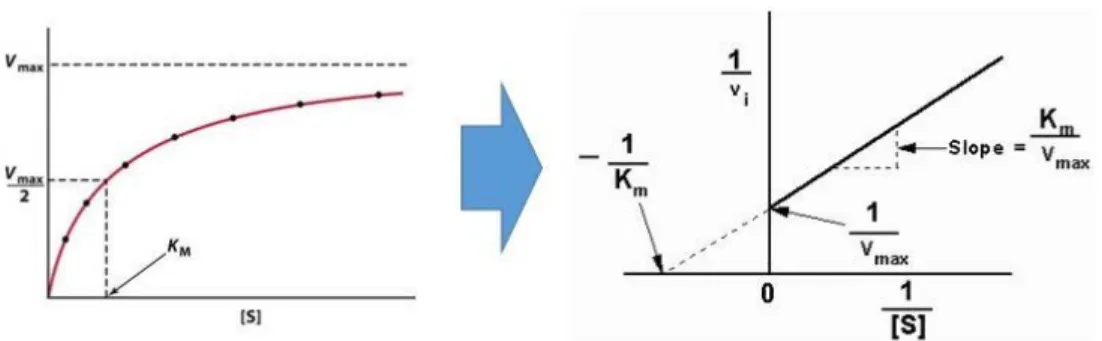 Figure 2.4.3b. K m  and V max  calculation based on densitometry of Western blot 