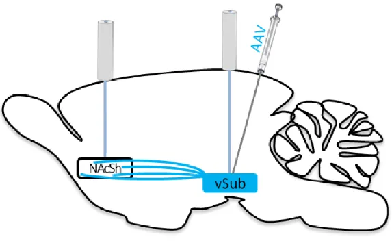 Figure 2.1. Surgical preparation for optogenetic stimulation of vSUB cell bodies and vSUB- vSUB-NAcSh  pathway
