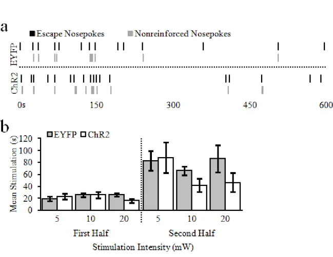 Figure 2.6. Mean (± SEM) vSUB stimulation duration  between  escape  responses.  Ongoing  optogenetic  stimulation  of  the  vSUB  was  tolerated  similarly  between ChR2 and EYFP control rats