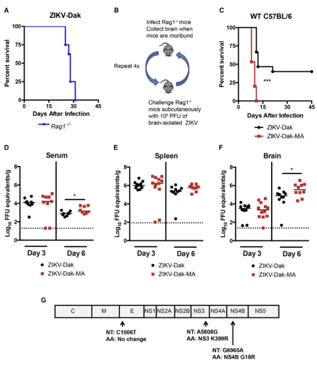 Figure 1. Generation of an Adapted ZIKV with Increased Lethality and CNS Viral Burden in Mice