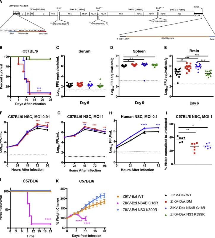 Figure 3. The NS4B G18R Mutation Is Required for Enhanced Mouse Lethality and Increased NSC Infection by ZIKV (A) ZIKV-Dakar 41525 infectious cDNA clone.