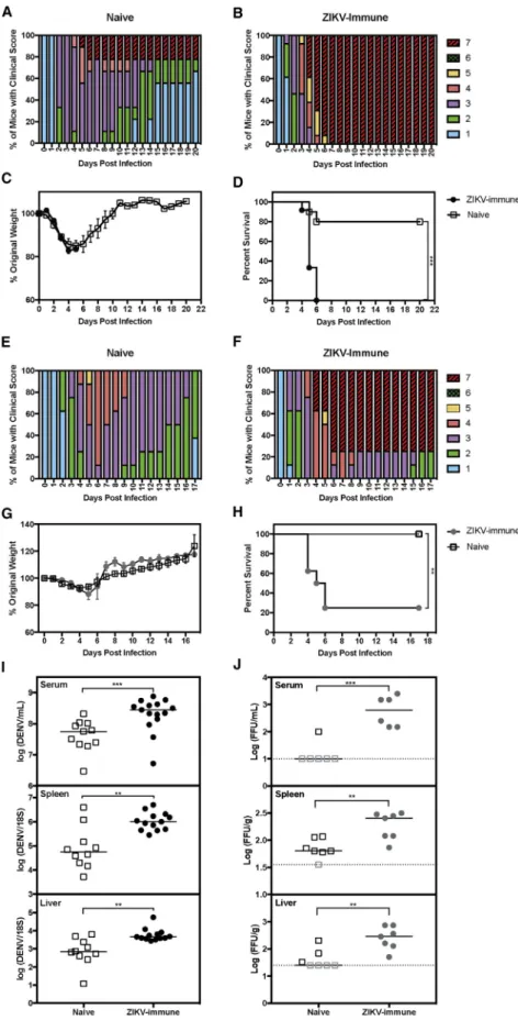 Figure 1. Mice Born to ZIKV-Immune Mothers Have Increased Dengue Disease Severity and DENV Burden