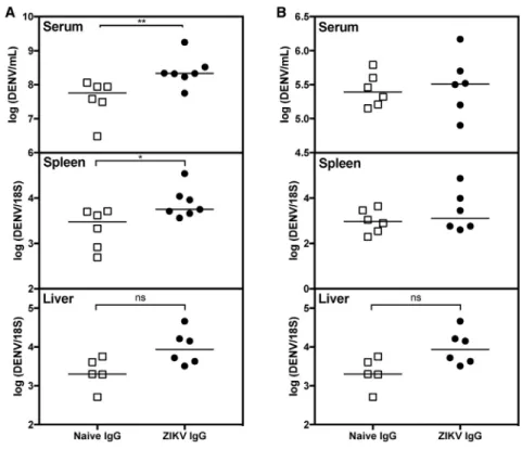 Figure 3. Passive Transfer of IgG Isolated from Mice Born to ZIKV-Immune Mothers into Naive Mice Increases Viral Burden upon DENV2 Challenge