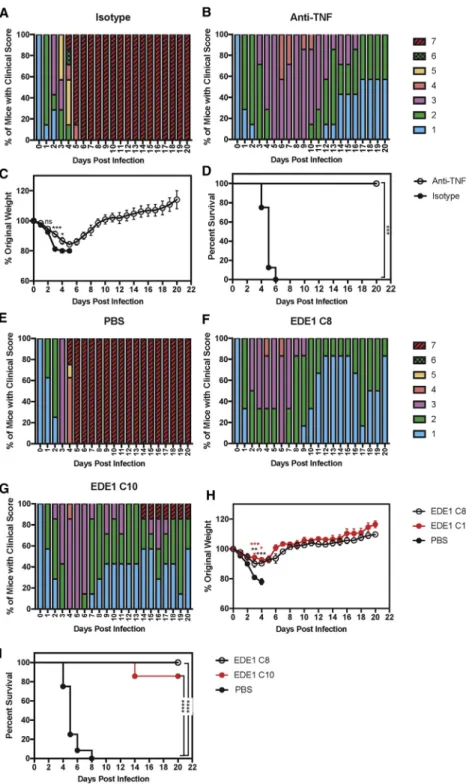 Figure 4. Administration of Anti-TNF Ab or EDE1 C8 and C10 Abs, which Recognize EDE1 Epitopes, Prevents Lethal Dengue  Dis-ease in Mice Born to ZIKV-Immune Mothers Four- to 5-week-old LysMCre + Ifnar1 fl/fl mice born to mothers infected with ZIKV strain SD