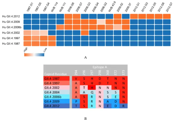 Figure  3.  Mouse  and  human  anti-epitope  A  monoclonal  antibody  blockade  of  time-ordered  GII.4  strain virus-like particles (VLP)