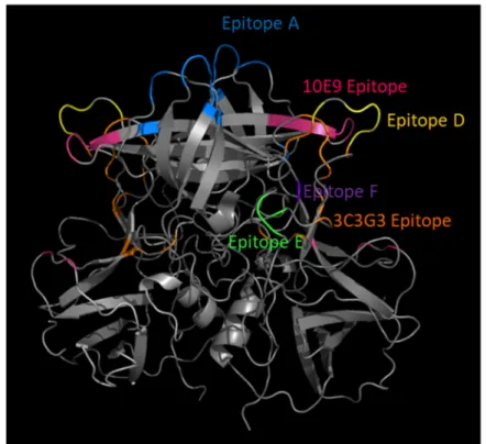 Figure 4. Ligand-blockade antibody epitopes are surface exposed and usually within hypervariable  loops  within  the  VP1  P2  subdomain