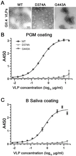 Figure 2. Characterization of the VLPs of HuNoV GII.4.HS194.2009 WT and its two mutants D374A  and G443A by (A) transmission electron microscopy to show their sizes and morphology and by (B)  PGM ELISA and (C) human B-type HBGA saliva ELISA to detect their
