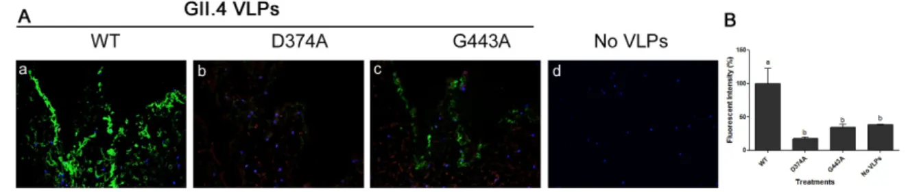 Figure 4. (A) Immunofluorescence assay (IFA) showing the binding of (a) GII.4 WT VLPs and its two  mutants (b) D374A and (c) G443A VLPs to lettuce tissues as well as (d) control negative with no VLP  added, Magnification: 40×.