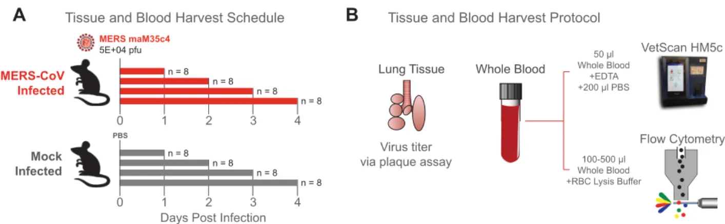 Fig 1. Experimental design. (A) Study design outlining infection and sample collection schedule