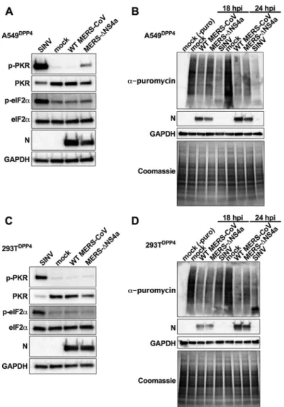 FIG  9  Loss  of  NS4a  activates  PKR  but  does  not  lead  to  eIF2␣  phosphorylation  or  translation  arrest  in  A549 DPP4 