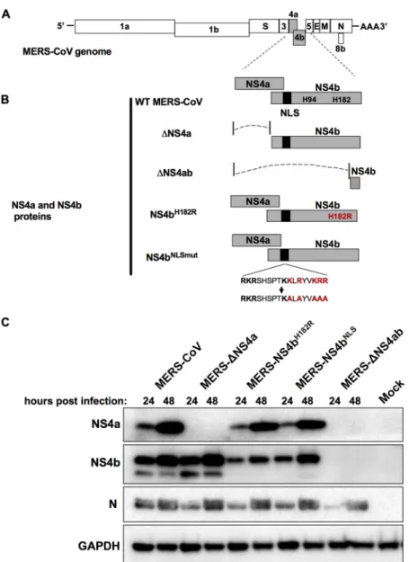 FIG 1  MERS-CoV NS4a and NS4b recombinant mutants. (A) MERS-CoV genome RNA with open reading  frames shown