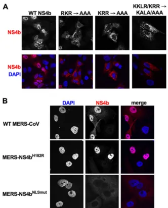 FIG 2  Subcellular localization of MERS-CoV NS4b expression. (A) The nuclear localization signal (NLS) was  mapped by mutating basic residues in pCAGGS-NS4b, and NS4b was ectopically expressed in A549 cells  by  DNA  transfection