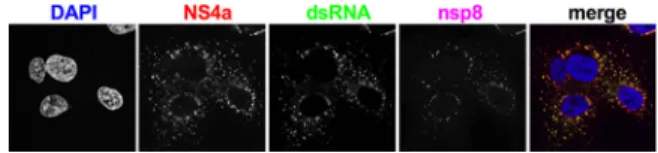 FIG 3  NS4a colocalizes with dsRNA around replication/transcription complexes (RTC) during MERS-CoV  infection