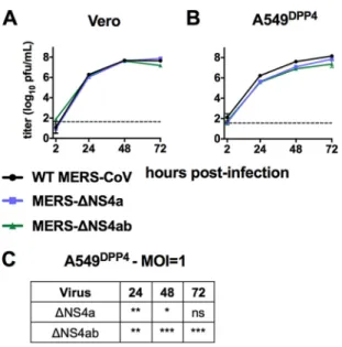 FIG 4 MERS-CoV NS4a and NS4b mutants are attenuated in IFN competent cells. (A) Vero cells were infected in triplicate at an MOI of 1 with WT MERS-CoV, MERS-ΔNS4a, and MERS-ΔNS4ab