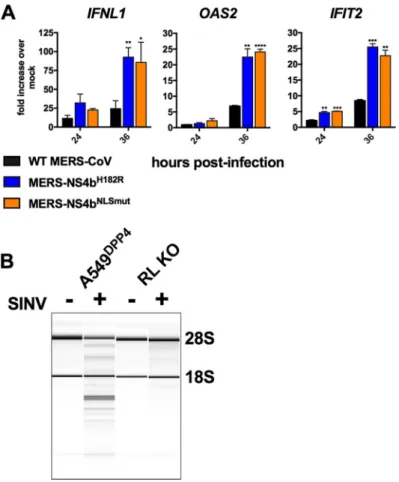 FIG 7 NS4b antagonizes IFN expression independently of RNase L activation. (A) RNase L KO A549 DPP4 cells were mock infected or infected in triplicate at an MOI of 5 with MERS-CoV, MERS-NS4b NLS , and MERS-NS4b H182R 