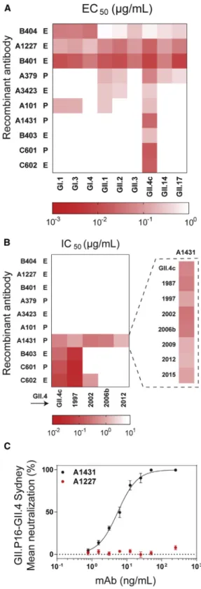Figure 2. HuNoV Recombinant Serum Antibodies Recognize Conserved Binding, Ligand-Blocking, and GII.4 Neutralizing Epitopes Sigmoidal dose response curves were fit to the mean percent control binding for determination of (A) half-maximum binding (EC 50 ) or
