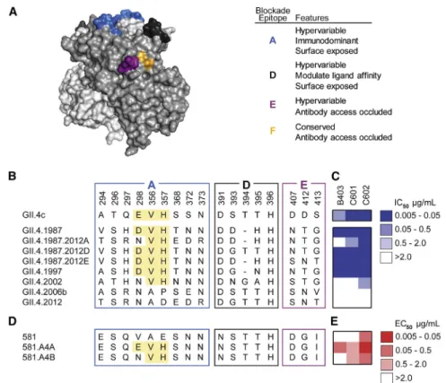 Figure 3. Serum Antibodies that Block His- His-torical GII.4 Strains Recognize Overlapping Epitopes within Epitope A