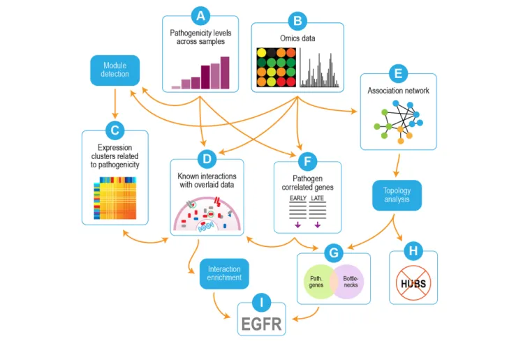 FIGURE 2 | Overview of analysis strategy. Omics data (transcriptomics and proteomics) were used in conjunction with pathogenicity data from the different virus strains/mutants (A,B)