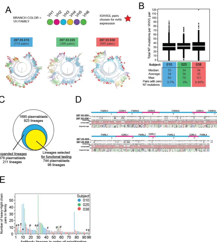 Fig. 2. Evidence of somatic hypermutation and diversity in the plasmablast response to rDEN2Δ30