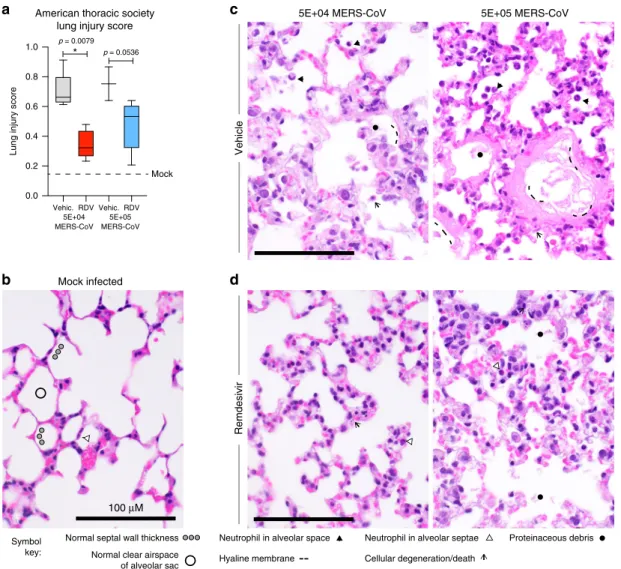 Fig. 3 Remdesivir prophylaxis reduces features of acute lung injury. The histological features of acute lung injury were blindly scored using the American Thoracic Society Lung Injury Scoring system creating an aggregate score for the following phenotypes: